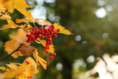 Photo of Rowan tree branch with red berries outdoors, space for text