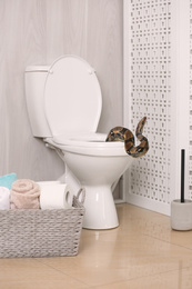 Brown boa constrictor crawling out from toilet bowl in bathroom 