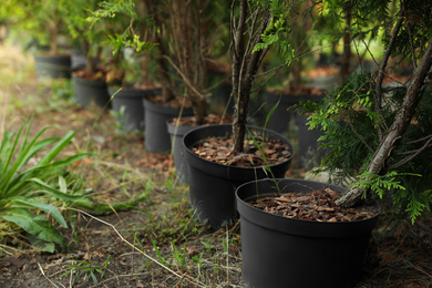 Photo of Thuja trees in pots. Planting and gardening