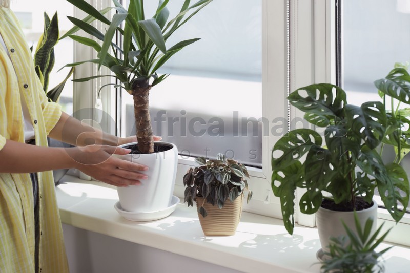 Woman taking care of potted houseplants on windowsill at home, closeup