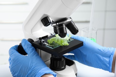 Scientist inspecting lettuce with microscope in laboratory, closeup. Poison detection
