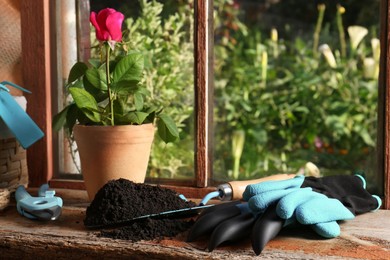 Photo of Pot with beautiful rose, gardening gloves and tools on wooden windowsill