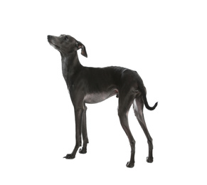 Photo of Cute Italian Greyhound dog on white background