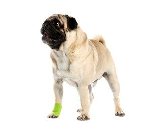 Cute pug dog with paw wrapped in medical bandage on white background