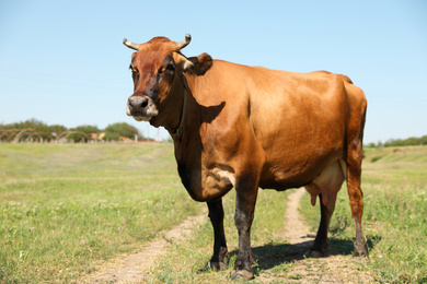 Photo of Beautiful brown cow outdoors on sunny day. Animal husbandry