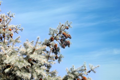Beautiful cones growing on pine branches outdoors