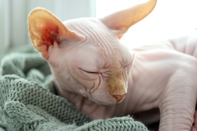 Beautiful Sphynx cat sleeping on soft blanket at home, closeup. Lovely pet