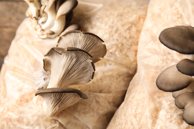Oyster mushrooms growing in sawdust, closeup. Cultivation of fungi