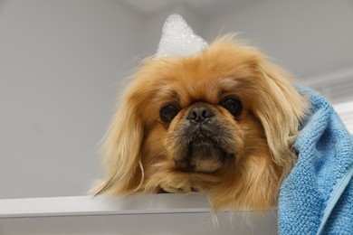 Photo of Cute Pekingese dog with towel and shampoo bubbles in bathroom. Pet hygiene
