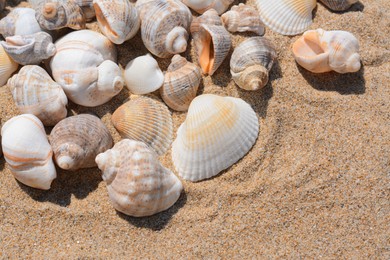 Many beautiful sea shells on sand, closeup