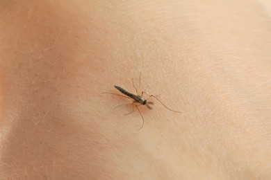 Closeup view of mosquito on human's skin