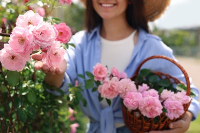Happy young woman with basket of pink tea roses in blooming garden, closeup