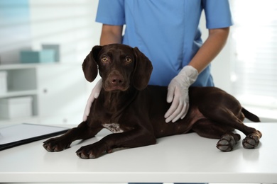 Professional veterinarian examining dog in clinic, closeup