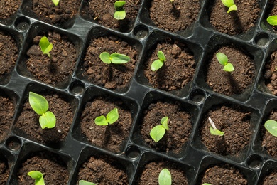 Seedling tray with young vegetable sprouts, top view