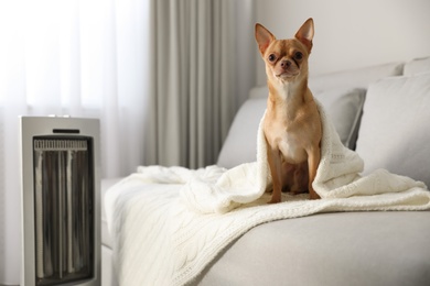 Chihuahua dog sitting on grey sofa near electric heater in living room
