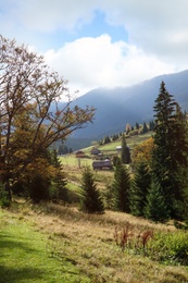 Beautiful mountain landscape with conifer forest and village