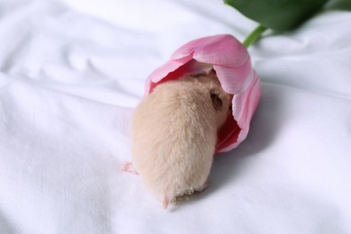 Cute little hamster smelling tulip on bed