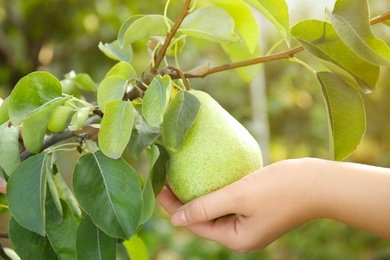 Woman holding fresh juicy pear on tree in garden, closeup