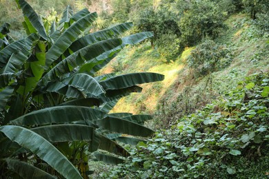 Photo of Banana palm tree and other plants on sunny day in forest