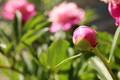 Beautiful pink peony bud outdoors, closeup. Space for text