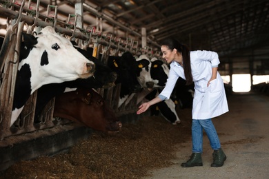 Photo of Professional veterinarian and cows on farm. Animal husbandry