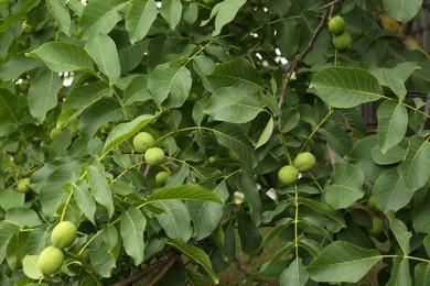 Green unripe walnuts on tree branches outdoors