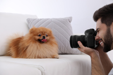 Professional animal photographer taking picture of beautiful Pomeranian spitz dog at home