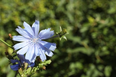 Photo of Beautiful blooming chicory flower growing outdoors. Space for text