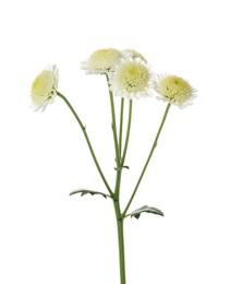 Beautiful fresh tender chrysanthemum isolated on white