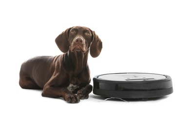 Modern robotic vacuum cleaner and German Shorthaired Pointer dog on white background