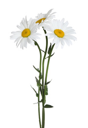 Bouquet of beautiful chamomile flowers on white background