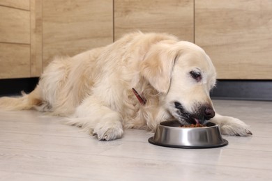 Photo of Cute retriever eating from metal bowl on wooden floor indoors