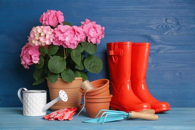Beautiful blooming plant, gardening tools and accessories on light blue wooden table