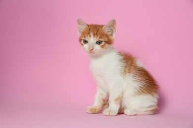 Cute little kitten on pink background. Baby animal