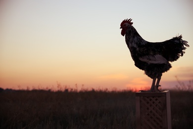 Photo of Big domestic rooster on stand at sunrise, space for text. Morning time