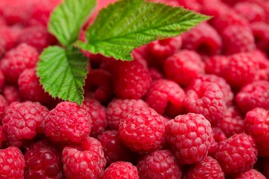 Photo of Many fresh ripe raspberries and green leaves as background, closeup