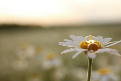 Beautiful chamomile flower with drops outdoors, closeup. Space for text
