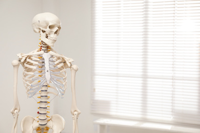 Artificial human skeleton model near window indoors. Space for text