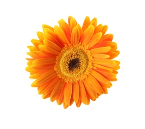 Beautiful bright gerbera flower on white background, top view