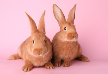 Cute bunnies on pink background. Easter symbol