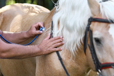 Senior veterinarian examining palomino horse, closeup