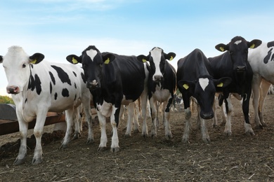 Photo of Many cute cows on farm. Animal husbandry