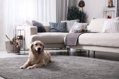 Photo of Adorable Golden Retriever dog in living room