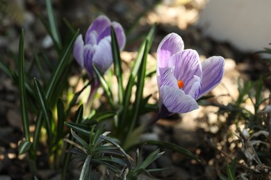 Photo of Beautiful crocus flowers outdoors, closeup. Spring season