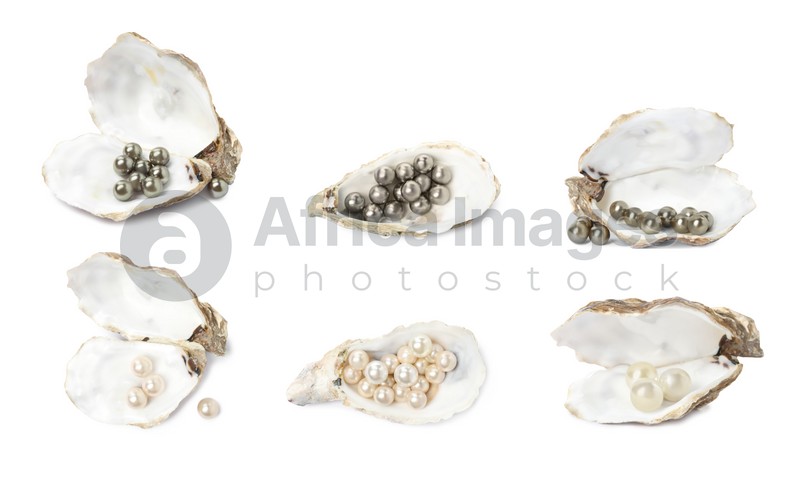 Set with beautiful pearls oyster shells on white background