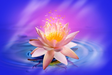 Fantastic lotus flower with sparks on water surface
