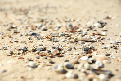 Beautiful sea shells on sandy beach, closeup