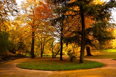 Beautiful yellowed trees and pathway in park