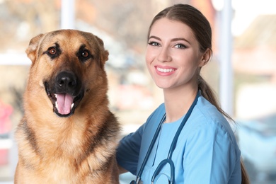 Veterinarian doc with dog in animal clinic