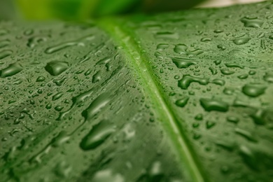Fresh green banana leaf with water drops as background, closeup. Tropical foliage